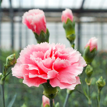 カーネーション