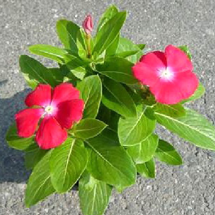 ヒャクニチソウ