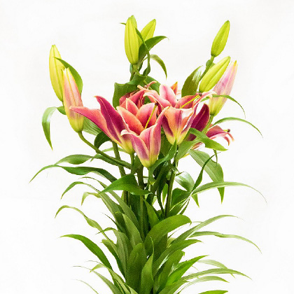 オリエンタルユリ